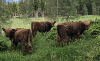 Suchen für ausgewählte Klienten Wälder, Wiesen, Landwirtschaft, Forstwirtschaft, Jagden;