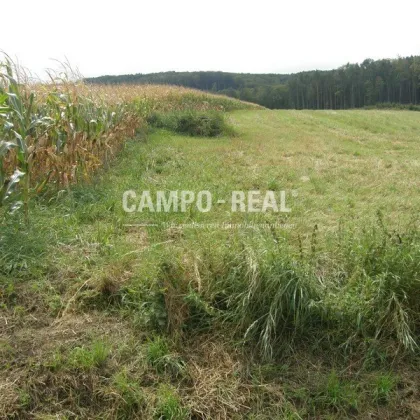 CAMPO-LAND- und FORSTWIRTSCHAFT: Hochwasserfrei - ca. 10 ha Wald und 7 ha Acker - regionale Produkte produzieren - nachwachsende Zinsen - BAUMSPAREN - die neue internationale Anlageform - Region Wienerwald - Bild 2