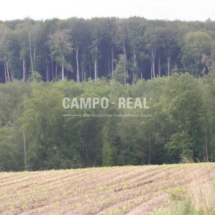 CAMPO-LAND- und FORSTWIRTSCHAFT: Hochwasserfrei - ca. 10 ha Wald und 7 ha Acker - regionale Produkte produzieren - nachwachsende Zinsen - BAUMSPAREN - die neue internationale Anlageform - Region Wienerwald - Bild 3