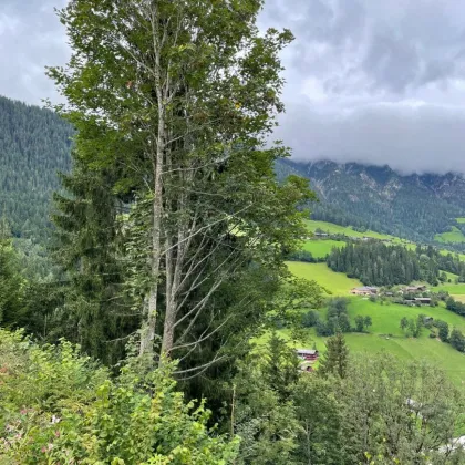 WALD - Bereich Reith im Alpbachtal & Alpbach - Bild 2