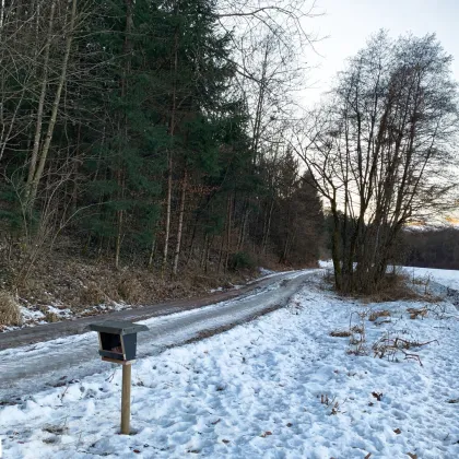 Waldgrundstück (4,26 ha) in Weitendorf zu verkaufen - Bild 3