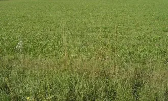 2 Grundstücke Seiersberg-Pirka, landwirtschaftlich als Acker genützt (drainagierte Flächen), Nahe der Packerstraße