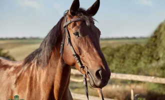 Top ausgestattete Reitanlage im Norden Salzburgs