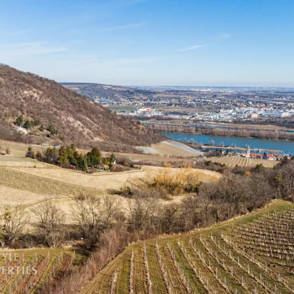 Prominenter Weingarten mit Blick auf die Leopoldskirche - Bild 2