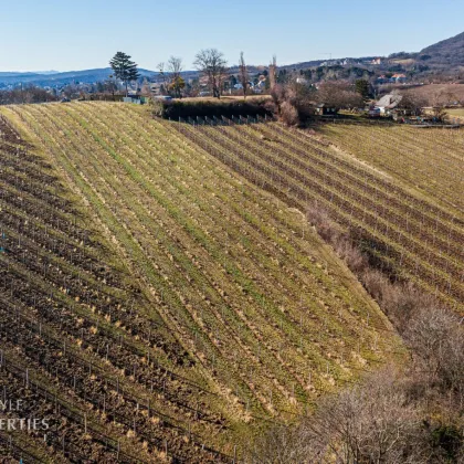 Prominenter Weingarten mit Blick auf die Leopoldskirche - Bild 3