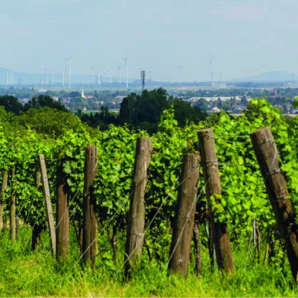 Attraktives Bauträgergrundstück im Herzen Stammersdorfs - Bild 2