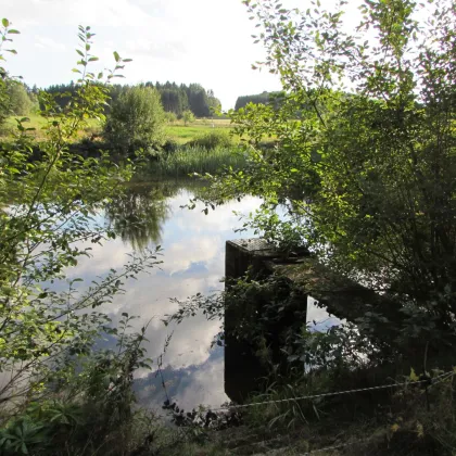 *****3 kleine Fischteiche im Waldviertel***** - Bild 3