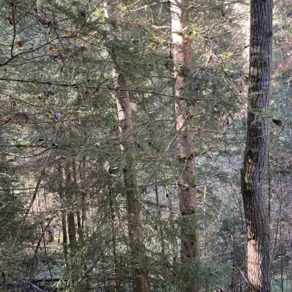 Wald zu verkaufen - Bild 2