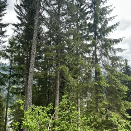 60 ha Wald Murau - Umgebung - Bild 2