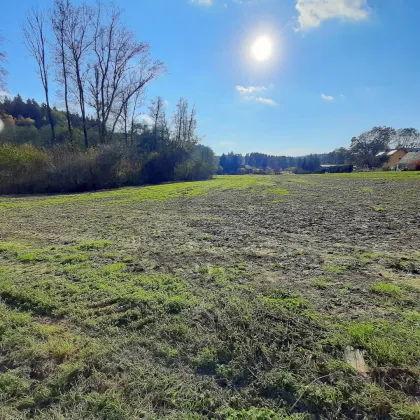 Schönes, sonniges Bauträger-Grundstück in Allerheiligen bei Wildon. - Bild 2