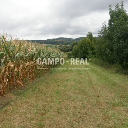 CAMPO LAND- U. FORSTWIRTSCHAFT: Hochwasserfreier Bauernhof - Pferdefreunde aufgepasst - 12,7 ha Acker und 10 ha Wald samt Bauernhaus - Bild 3