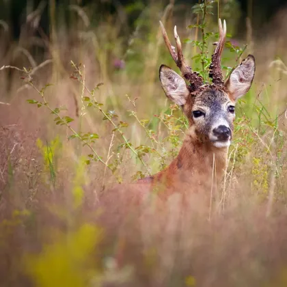 200 ha Eigenjagd Kärnten - Wald & Jagdbesitz - Bild 2