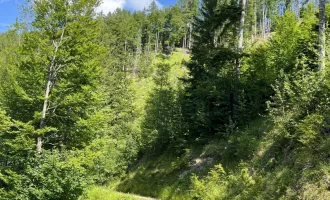 Eigenjagd Kärnten - Wald & Jagdbesitz