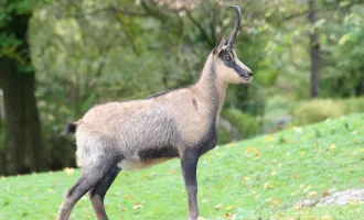 200 ha Eigenjagd Kärnten - Wald & Jagdbesitz