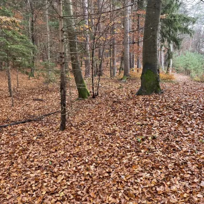 Wald zu verkaufen, Pöls-Dobl-Zwaring, Anleger, Mischwald ca.11.146 m² - Bild 3