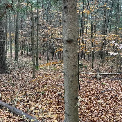 Wald zu verkaufen, Pöls-Dobl-Zwaring, Anleger, Mischwald ca.11.146 m² - Bild 2