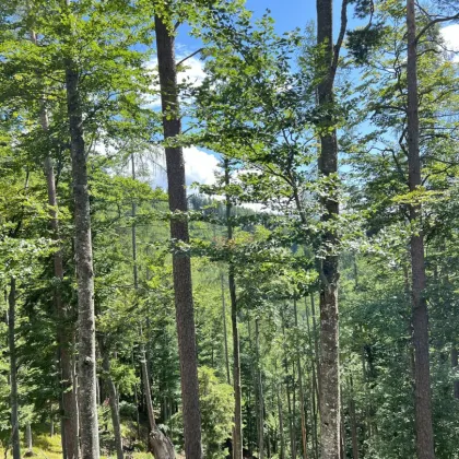 Eigenjagd Kärnten  - Wald & Jagdbesitz - Bild 2