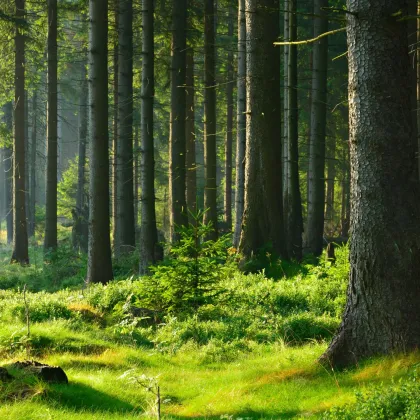 147 ha Eigenjagd - Saujagd mit Mufflon, Rehwild auf Jagdgebiet 350 ha - Bild 3