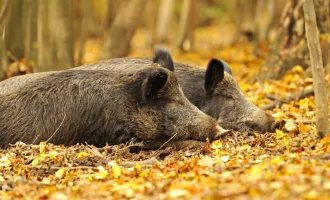 147 ha Eigenjagd - Saujagd mit Mufflon, Rehwild auf Jagdgebiet 350 ha