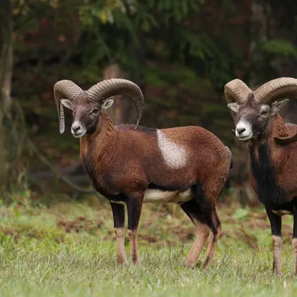 147 ha Eigenjagd - Saujagd mit Mufflon, Rehwild auf Jagdgebiet 350 ha - Bild 2