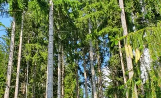 7,3 Hektar gut wüchsiger Wald in steiler Lage mit guten Bonitäten!