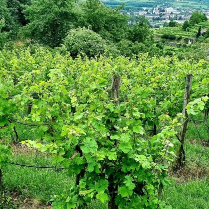 Neuer Preis: Feriengrundstück in den Weinbergen - Bild 2