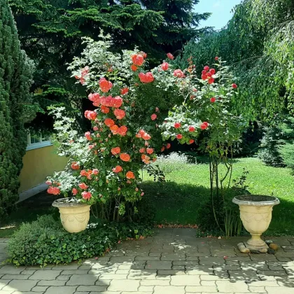 Biedermeiervilla - besichtigen und entdecken! Eine Rarität mit Garten für Liebhaber - Bild 3