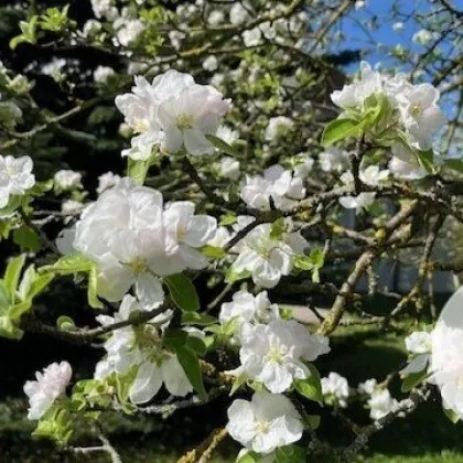 Apfelblüte im Mostviertel - Baugründe in wunderschöner, sonniger Lage! - Bild 3