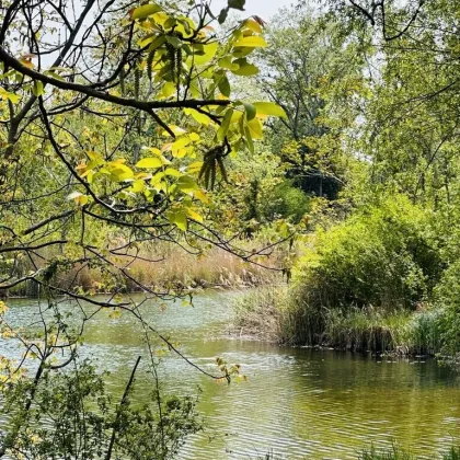 Wunderschöner Eigengrund - direkt am Mühlwasser - ganzjährig wohnen - 1220 Wien - Bild 2