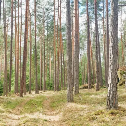 Waldbauer gesucht! - Bild 3