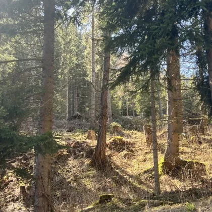 Waldgrundstück mit Hüttenbauplatz - Bild 2