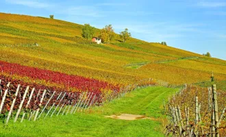 GESUCHT! AUSPFLANZRECHT FÜR WEINBAU IN GANZ ÖSTERREICH!