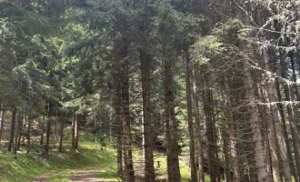 +++ 8,6 ha Wald und Weide mit Aussichts- Panoramalage am Mühlstädterboden+++