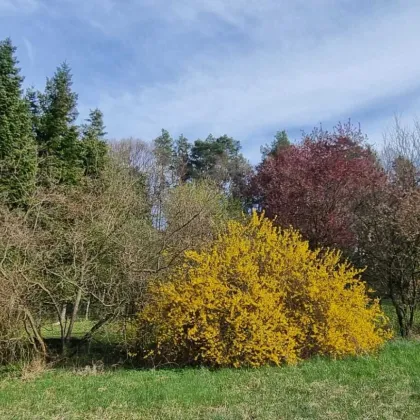 Idyllisch gelegenes Grundstück in Witzelsberg zu verkaufen - Bild 3