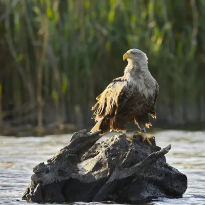 SEEADLER - Leben im Nationalpark Donauauen nahe Wien - Bild 2