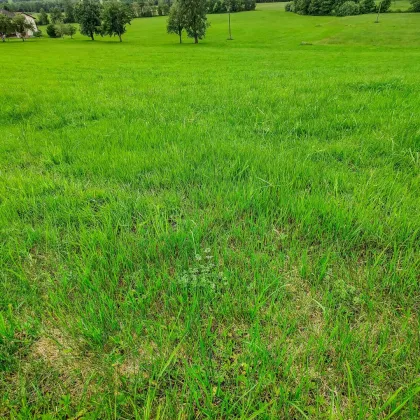 Ihr Platz für ein Traumhaus. - Naturnahes Wohnbau-Grundstück zwischen Mattighofen und Ried. - Bild 3