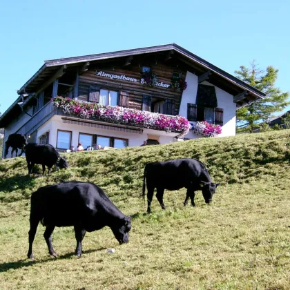 Buchacker Alm - Black Angus Alm ab 2025 zu pachten - Bild 2