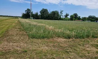 Großes Baugrundstück mit ca 6000 m² in Theresienfeld