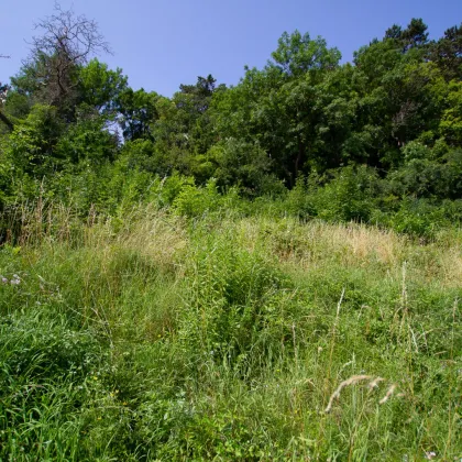 Mödlinger Zentrumslage  - Seltene Gelegenheit! 2 Baugründe am Waldrand, unverbaubarer Fernblick, 647 m² (703 m²)  - Bild 3