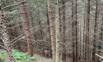 ARRONDIERTES Waldgrundstück in KINDBERG zu VERKAUFEN