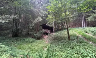 Waldjuwel im hügeligen Steinwandleiten