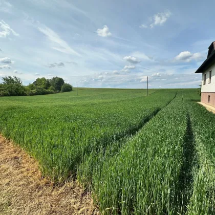 Teilbares Baugrundstück mit unverbautem Blick auf die Felder, ins Grüne und auf das Schloss Weyerburg - Nähe Hollabrunn - Bild 2