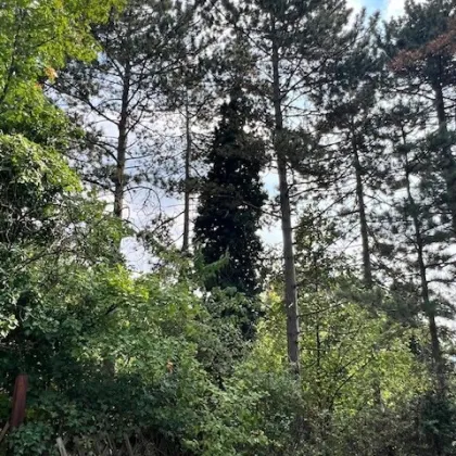 Bauland mit Weitblick! bis zu 2 Wohneinheiten möglich - ABSOLUTE RUHELAGE! - wieder verfügbar - Bild 2