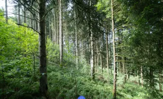 Waldgrundstück inklusive Wiesenfläche (ca. 4,76 ha) nähe Schlögener Schlinge