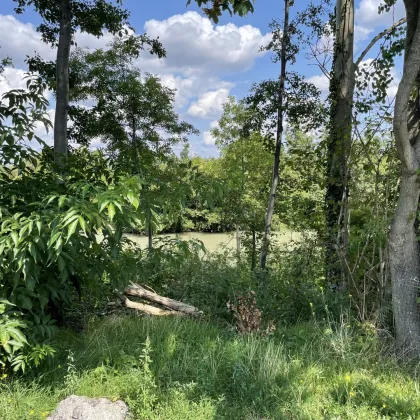 Kleingartenidyll beim Marchfelder Kanal im Eigentum - Bild 2