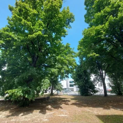 Helle, sonnige 3 Zimmerwohnung mit Balkon - Nähe Marchfeldcenter - Bild 2