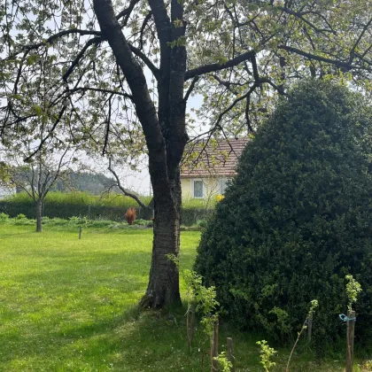 Haus mit hohen Decken und traumhaften Garten - Bild 3