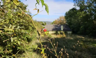 "Am Gipfel" von Klosterneuburg!