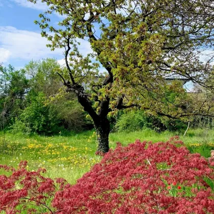 Wohnen im Grünen I Baugrund in Strasshof [A\\] - Bild 2