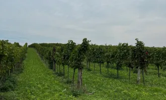 Weingarten im Weinviertel, provisionsfrei!